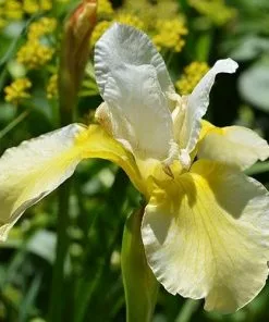 Future Forests Iris Sibirica Butter And Sugar