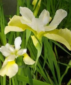 Future Forests Iris Sibirica Butter And Sugar