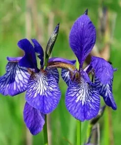 Future Forests Iris Sibirica - Siberian Flag Iris