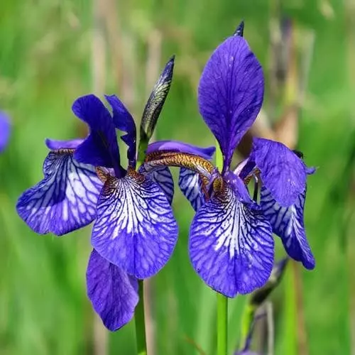 Future Forests Iris Sibirica - Siberian Flag Iris 3 Future Forests Iris Sibirica - Siberian Flag Iris