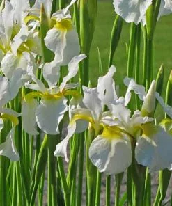 Future Forests Iris Sibirica Snow Queen More