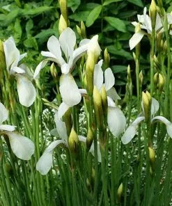 Future Forests Iris Sibirica Snow Queen More