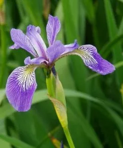 Future Forests More Iris Versicolor - Blue Flag Iris