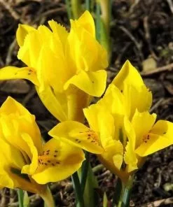 Future Forests Iris Danfordiae