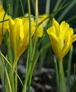 Future Forests Iris Danfordiae