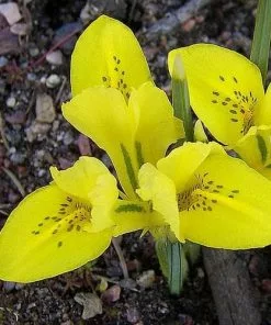 Future Forests Iris Danfordiae