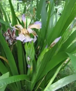 Future Forests Iris Foetidissima AGM More 13 Future Forests Iris Foetidissima AGM More