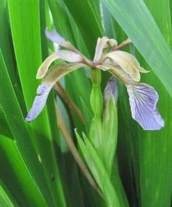 Future Forests Iris Foetidissima AGM More 12 Future Forests Iris Foetidissima AGM More