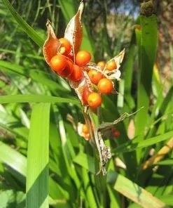 Future Forests Iris Foetidissima AGM More 16 Future Forests Iris Foetidissima AGM More