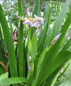 Future Forests Iris Foetidissima AGM More