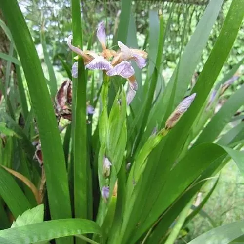 Future Forests Iris Foetidissima AGM More 4 Future Forests Iris Foetidissima AGM More