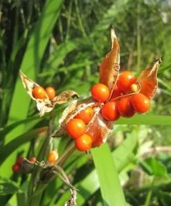 Future Forests Iris Foetidissima AGM More 14 Future Forests Iris Foetidissima AGM More