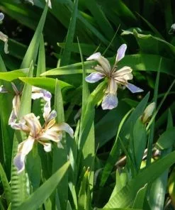 Future Forests Iris Foetidissima AGM More 15 Future Forests Iris Foetidissima AGM More