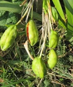 Future Forests Iris Foetidissima AGM More 17 Future Forests Iris Foetidissima AGM More