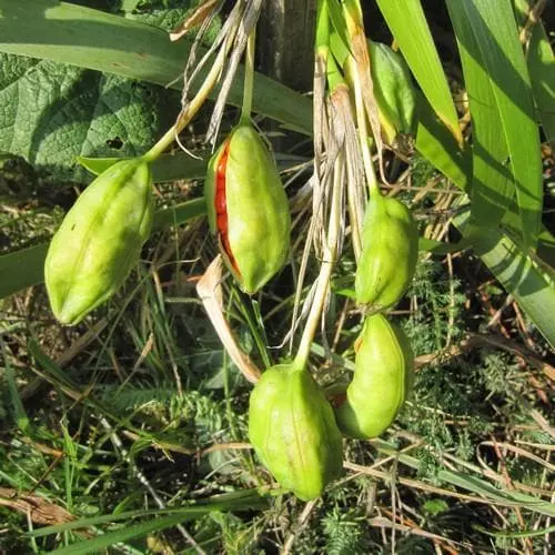 Future Forests Iris Foetidissima AGM More 10 Future Forests Iris Foetidissima AGM More