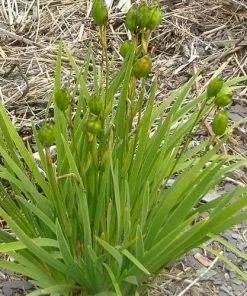 Future Forests Iris Hookeri 7 Future Forests Iris Hookeri