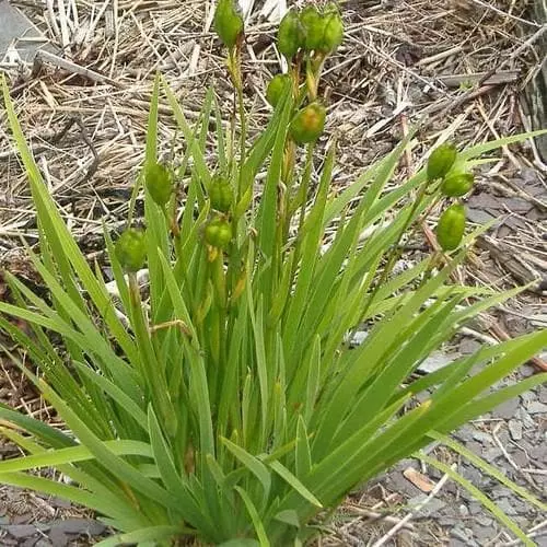Future Forests Iris Hookeri 5 Future Forests Iris Hookeri