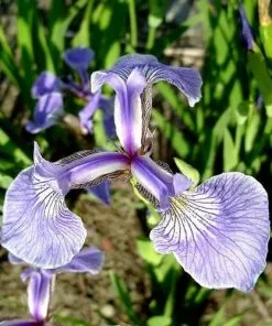 Future Forests Iris Hookeri