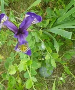 Future Forests Iris Hookeri 6 Future Forests Iris Hookeri