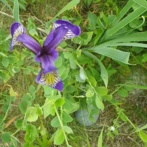 Future Forests Iris Hookeri 4 Future Forests Iris Hookeri