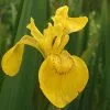Future Forests More Iris Pseudacorus - Yellow Flag
