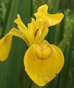 Future Forests More Iris Pseudacorus - Yellow Flag