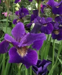 Future Forests Iris Sibirica Ruffled Velvet