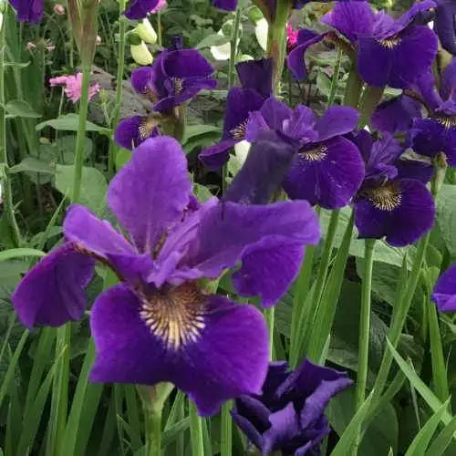 Future Forests Iris Sibirica Ruffled Velvet 3 Future Forests Iris Sibirica Ruffled Velvet
