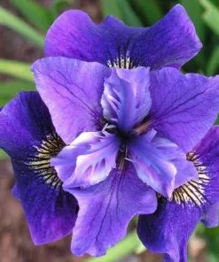 Future Forests Iris Sibirica Ruffled Velvet