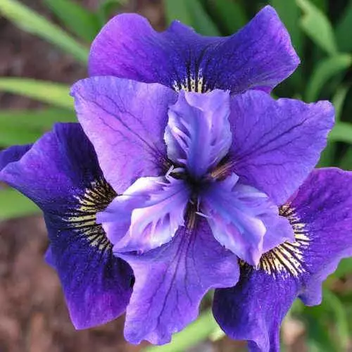 Future Forests Iris Sibirica Ruffled Velvet 4 Future Forests Iris Sibirica Ruffled Velvet