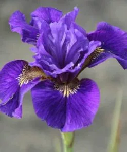 Future Forests Iris Sibirica Ruffled Velvet 8 Future Forests Iris Sibirica Ruffled Velvet