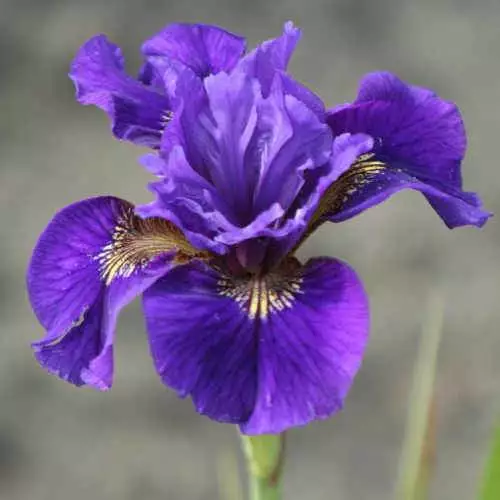Future Forests Iris Sibirica Ruffled Velvet 5 Future Forests Iris Sibirica Ruffled Velvet