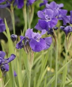 Future Forests Iris Sibirica Ruffled Velvet 9 Future Forests Iris Sibirica Ruffled Velvet