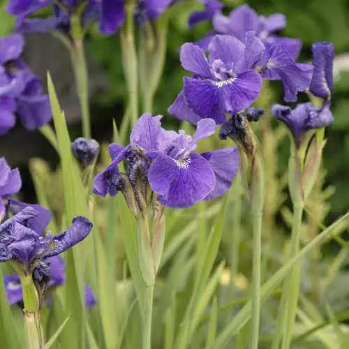 Future Forests Iris Sibirica Ruffled Velvet 6 Future Forests Iris Sibirica Ruffled Velvet