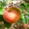 Future Forests Apple James Grieve Fruit