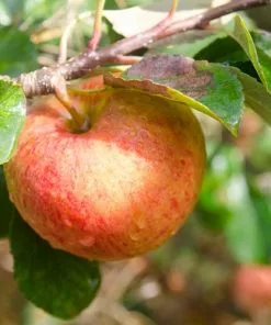 Future Forests Apple James Grieve Fruit