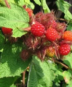 Future Forests Japanese Wineberry - Rubus Phoenicolasius