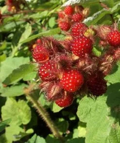 Future Forests Japanese Wineberry - Rubus Phoenicolasius