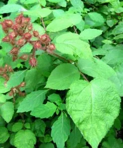 Future Forests Japanese Wineberry - Rubus Phoenicolasius