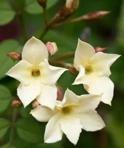 Future Forests Climbers Jasminum Officianale Clotted Cream