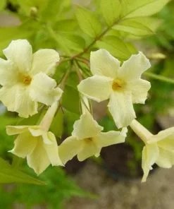 Future Forests Climbers Jasminum Officianale Clotted Cream