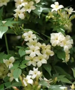 Future Forests Climbers Jasminum Officianale Clotted Cream