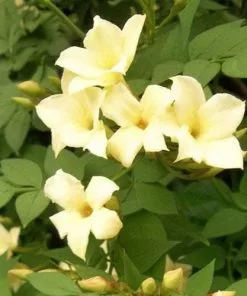 Future Forests Climbers Jasminum Officianale Clotted Cream