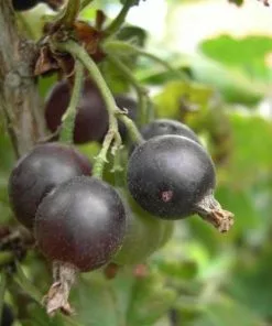 Future Forests Jostaberry