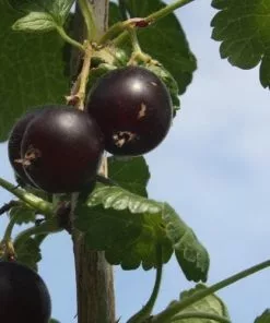 Future Forests Jostaberry