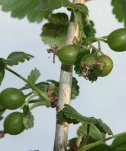 Future Forests Jostaberry