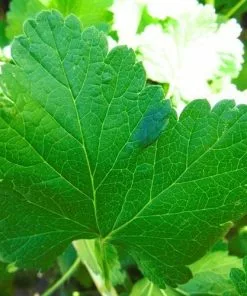 Future Forests Jostaberry