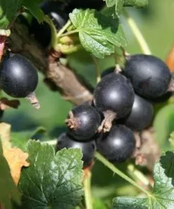 Future Forests Jostaberry