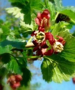 Future Forests Jostaberry