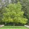 Future Forests Trees Juglans Nigra - Black Walnut